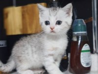 Aşırı Uysal British Shorthair