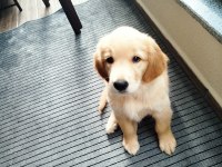 Güzel ve sevecen golden retriever kızımız şila