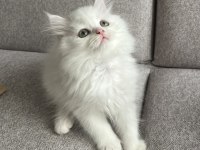 Kar Beyazı British Longhair Yavrum