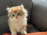 2 AYLIK SAFKAN GOLDEN BRITISH LONGHAIR ERKEK YAVRU