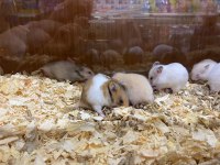 HAMSTERLAR GELDİ