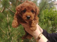 Super kalite poodle bebisler