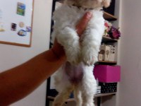 Orjinal Maltese Terrier