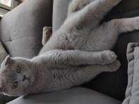 8 aylık özel renk lilac scottish fold