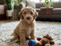 Maltipoo yavrularımız