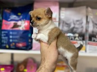 Mi̇ni̇ Boy Orji̇nal Teacup Şi̇vava Yavrular