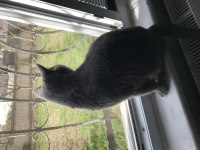 2 yaşında Dişi British Shorthair