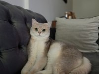 4 aylık british shorthair zorunlu sahiplendirme