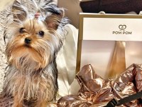 Eğitimli asla büyümeyecek en küçük köpeğimiz