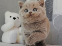 En Özel Lilac British Shorthair