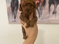 Kurabiye Tadında Mükemmel Kalite Poodle Yavrular