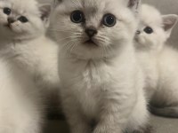 Mavi gözlü british shorthair boncuklar yuva arıyor