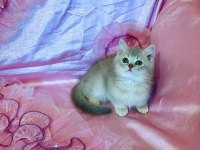 British Shorthair Erkek Yeni Evini Arıyor