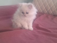 Orjinal british longhair erkek yavru iki aylık Antalya