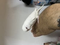 ELE ALISKIN YENİ YEME DÜŞMÜŞ ÖZEL IRKLAR