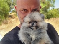 Şecereli Teacup Teddy Face Pomeranian Yavrularımız