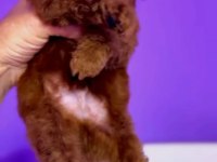Orjinal toy poodle yavrularımız