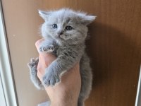 Teslime hazır british shorthair kedisi