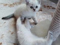 2 DİŞİ VE 1 ERKEK BRİTİSH SHORTHAİR YAVRULAR