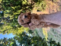 Poodle harikası kıvır kıvır bebekler