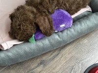 2 aylık toy poodle