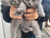 Scottish fold kedimiz
