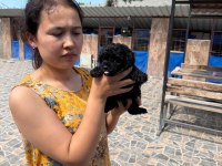 Toy Poodle Cinsi Yavrularımız