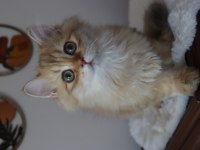 British longhair erkek kedimiz
