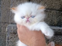 15 MAYIS DOĞUMLU SAFKAN İRAN KEDİSİ BEBEKLER
