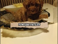 Red Toy Poodle