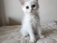 BRİTİSH SHORT HAİR PAMUK