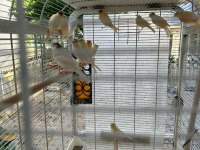 Yavru ve yavrulu kanarya çiftler