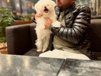 Terrier maltese
