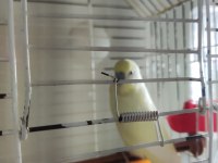 Erkek kremio çek muhabbet kuşu