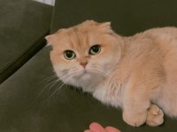 SAFKAN KENDİ YAVRU KEDİLERİM