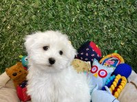 KAR TOPU GİBİ BEMBEYAZ MALTESE TERRİER YAVRULAR