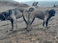 Kangal köpeği yavruları