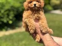 SEVİMLİ TOY POODLE YAVRULARIMIZ