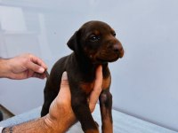 ORJİNAL DOBERMAN YAVRULAR