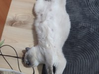 2.5 yaşında blue point british shorthair dişi