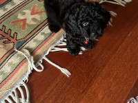 50 günlük toy poodle dişi