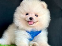 Sevimli Pomeranian Boo Yavrularımız