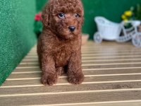 Toy Poodle Yavruları