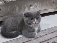 Scottish Fold prensesime yuva aranıyor
