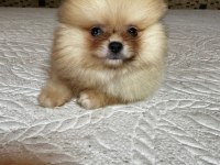 A kalite yurtdışı standartlarında pomeranian boo yavrular