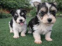 Kendileri Mini Sevgileri Kocaman Morkie Yavruları