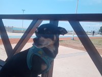 Minyatür pinscher 1 yaşında erkek
