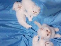 Safkan iran kedi yavrusu