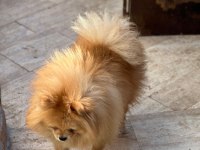 Pomeranian boo köpeğimiz