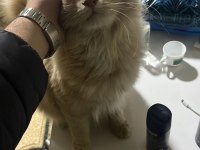 Kedim Paşa mı Alerjimden Dolayı Sahiplendiriyorum